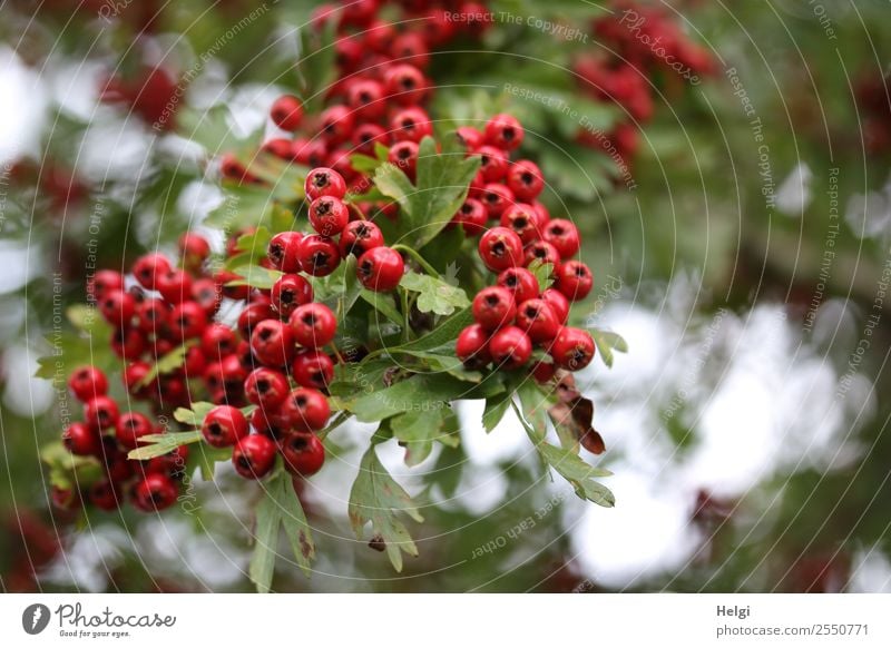 Weissdornbeeren Umwelt Natur Pflanze Herbst Sträucher Blatt Wildpflanze Frucht Beeren Beerenfruchtstand Zweig Park hängen Wachstum authentisch frisch klein