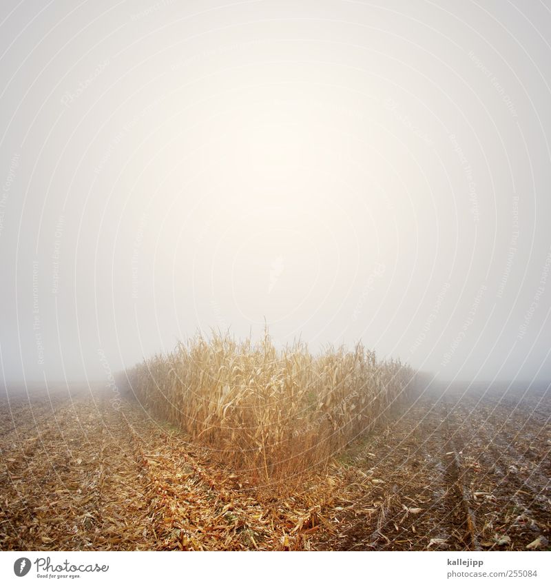 V Umwelt Natur Landschaft Pflanze Tier Urelemente Erde Luft Wasser Wassertropfen Himmel Horizont Herbst Klima Wetter schlechtes Wetter Nebel Sträucher Blatt