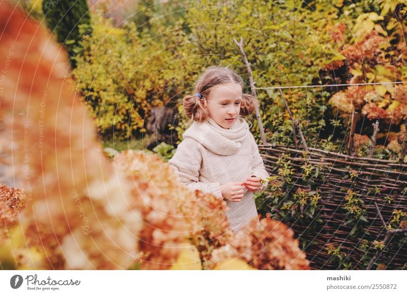 Kind Mädchen, das Ende Oktober oder November im Garten spazieren geht. Lifestyle Freude Ferien & Urlaub & Reisen Natur Herbst Wärme Blume Blatt Pullover Schal