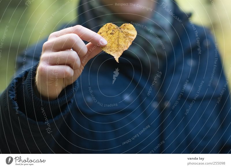 Herz Wellness Valentinstag Mann Erwachsene Hand 1 Mensch Natur Pflanze Herbst Blatt gelb Frühlingsgefühle Sympathie Liebe Verliebtheit Romantik Liebeserklärung