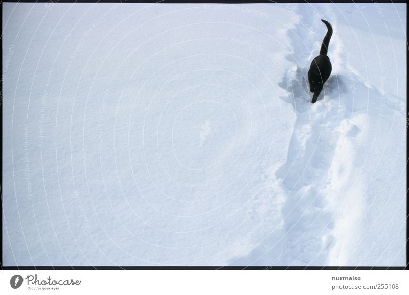 Anton im Schnee Natur Winter Eis Frost Wege & Pfade Tier Haustier Katze 1 frieren glänzend füttern laufen kalt natürlich trashig Freude träumen trampelfad