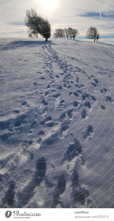 Weg Buchen Umwelt Landschaft Urelemente Himmel Wolken Sonne Sonnenlicht Winter Schönes Wetter Eis Frost Schnee Pflanze Baum Berge u. Gebirge kalt Fußspur