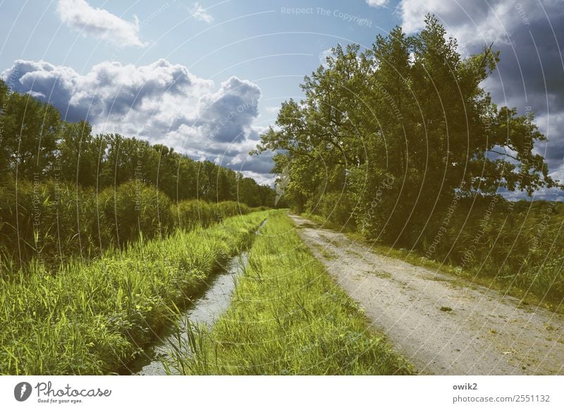 Grünstreifen Umwelt Natur Landschaft Pflanze Luft Wasser Himmel Wolken Horizont Sommer Schönes Wetter Baum Gras Sträucher Wiese Wald Wege & Pfade grün Idylle