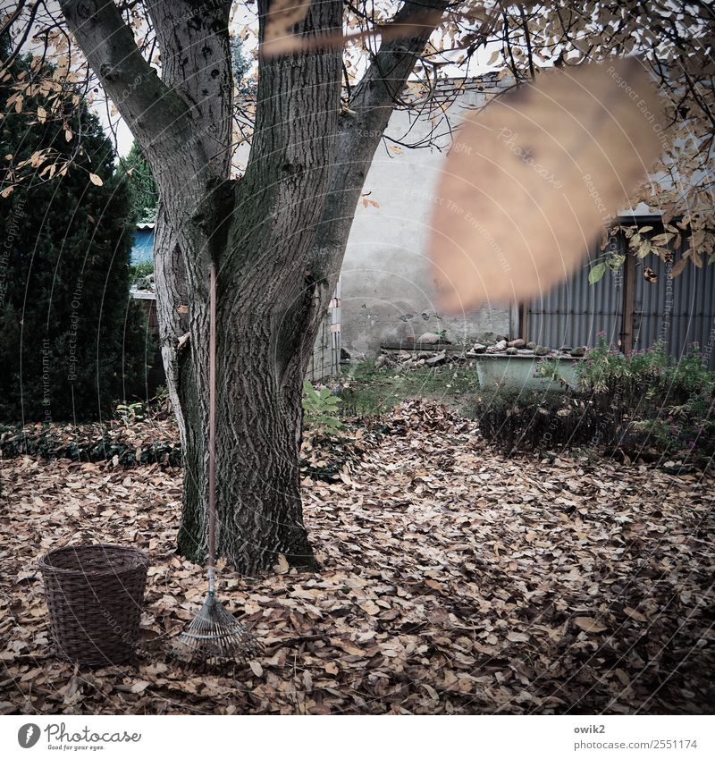 Mein Freund der Baaaaum ist tooooot Umwelt Natur Herbst Baum Blatt Echter Walnussbaum Baumstamm Baumrinde Garten Eimer Besen Waschzuber Wellblechwand stehen