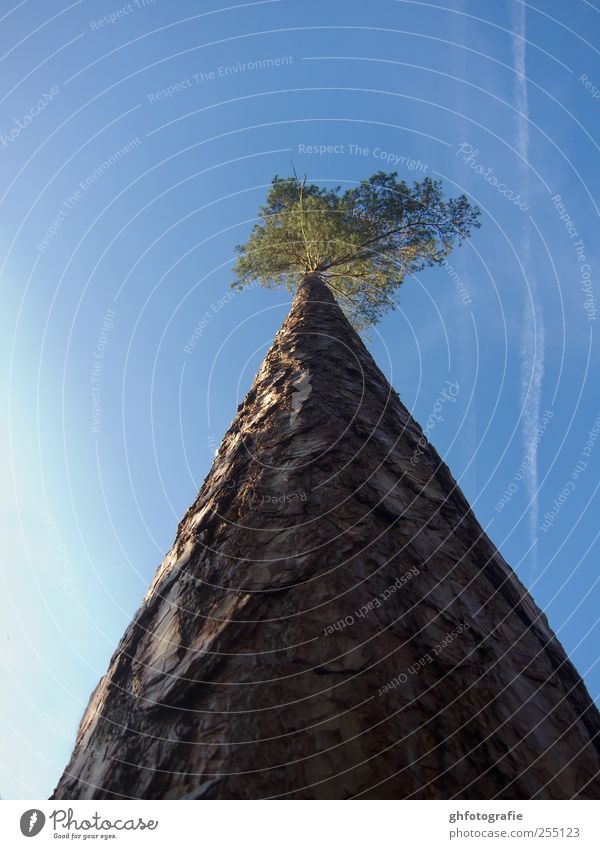 aufwärts Natur Pflanze Tier Himmel Baum Willensstärke Macht Mut Hoffnung demütig Einsamkeit Optimismus Ferne Farbfoto Außenaufnahme Menschenleer Abend