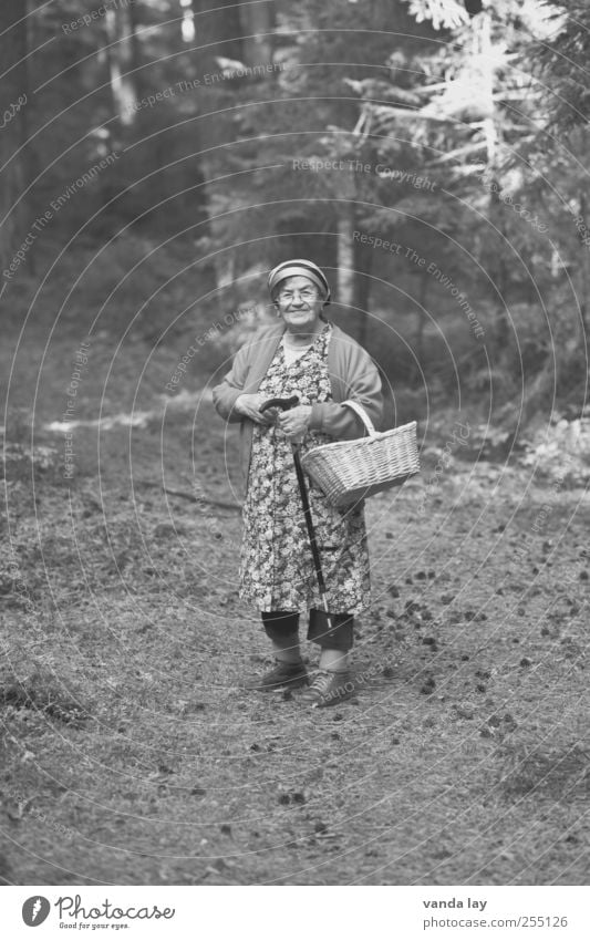 Pilzoma Ausflug wandern Frau Erwachsene Weiblicher Senior Großmutter 1 Mensch 60 und älter Umwelt Natur Herbst Baum Wald Kleid Kopftuch tragen pilze Pilzsucher