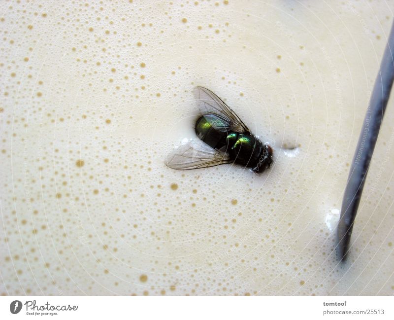 freischwimmer Ekel Teigwaren Übermut lecker Mahlzeit Fliegenfalle dumm Ernährung Appetit & Hunger fresssucht Im Wasser treiben Schwimmen & Baden