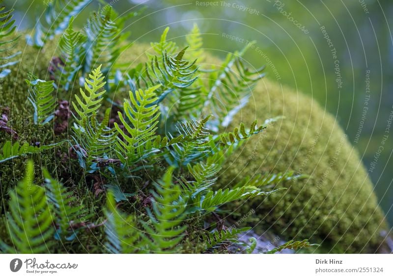 Farn auf Moosteppich Umwelt Natur Pflanze Wald Urwald Wachstum frisch natürlich grün Umweltschutz Waldboden unberührt Farbfoto Außenaufnahme Nahaufnahme