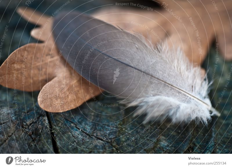 Lightness of Being Natur Herbst Blatt Leichtigkeit Feder Eichenblatt welk Kiel Erneuerung Farbfoto Nahaufnahme Makroaufnahme Unschärfe