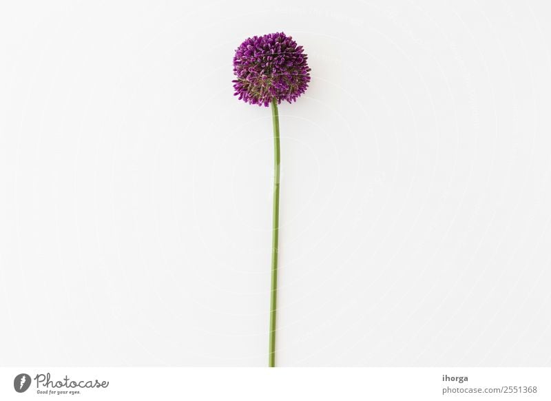 Allium isoliert auf weißem Hintergrund Gemüse Kräuter & Gewürze elegant schön Sommer Garten Dekoration & Verzierung Valentinstag Muttertag Natur Pflanze Blume