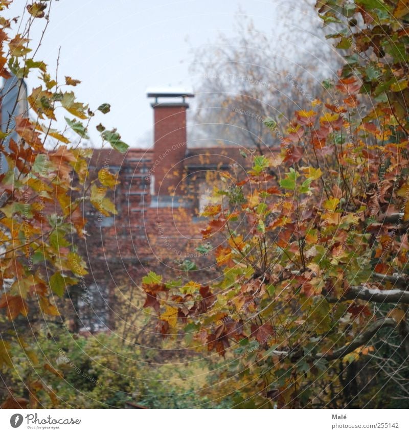 verwunschen Herbst Nebel Baum Heidelberg Deutschland Europa Haus Dach Schornstein geheimnisvoll Farbfoto Außenaufnahme Morgen