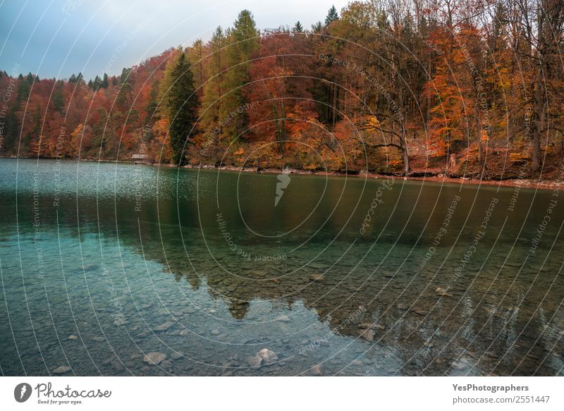 Herbstwald und der Alpsee schön Ferien & Urlaub & Reisen Natur Landschaft Blatt Wald See Füssen Deutschland Sehenswürdigkeit natürlich Bayern Fussen Herbstlaub