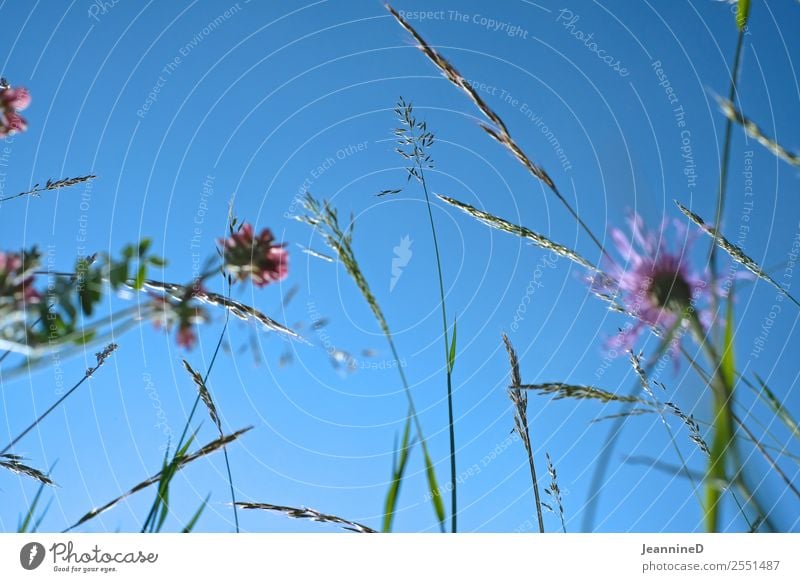 zarte Wiesenblumen II Sinnesorgane Freiheit Sommer Picknick Garten wandern Yoga Kind lesen Pflanze Frühling Schönes Wetter Blume Gras Schmetterling Käfer