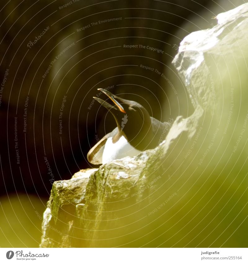 Island Umwelt Natur Tier Felsen Wildtier Vogel Tiergesicht Lummen Trottellummen 1 natürlich wild Leben brütend Farbfoto Außenaufnahme Licht Unschärfe