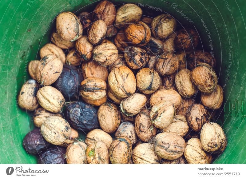 Walnuss Ernte Lebensmittel Nuss Walnusskern Ernährung Essen Lifestyle Gesunde Ernährung Erholung ruhig Freizeit & Hobby Garten Erntedankfest Pflanze Baum