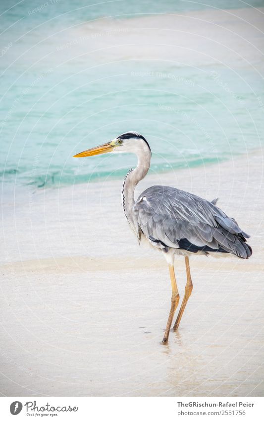 Fischreiher Tier 1 grau türkis weiß Graureiher Vogel Schnabel Strand Meer Meerwasser Sand stehen Beine Farbfoto Außenaufnahme Menschenleer Textfreiraum oben Tag