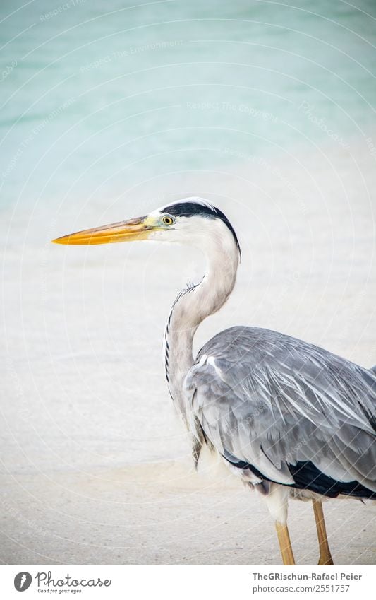 Fischreiher Tier 1 grau orange türkis weiß Schnabel Detailaufnahme Metallfeder fliegen Vogel Nahaufnahme Meer Malediven Sand Strand ästhetisch Farbfoto