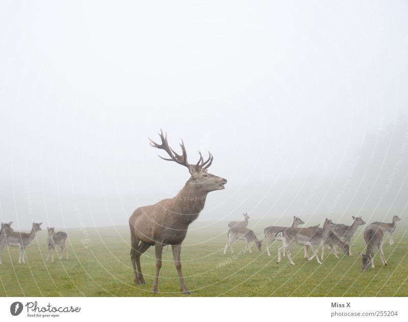 Der feine Herr Natur Tier Herbst Winter schlechtes Wetter Nebel Wildtier Herde schreien Hochmut Stolz Brunft Hirsche Horn Paarhufer Herrscher Oberhaupt Führer