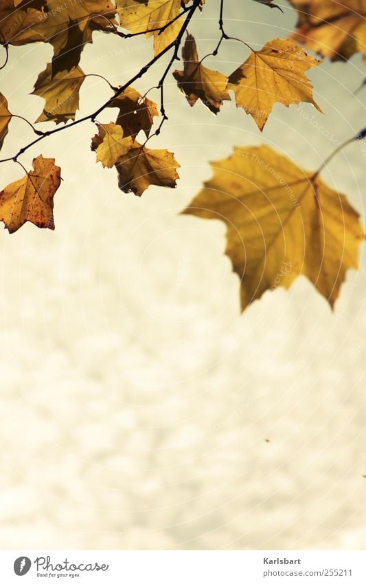 Die Mücke, die ihr Sommerlied singt ... Umwelt Natur Pflanze Himmel Wolken Herbst Wetter Sturm Baum Blatt Park gelb gold Bewegung Farbe Stimmung Vergänglichkeit