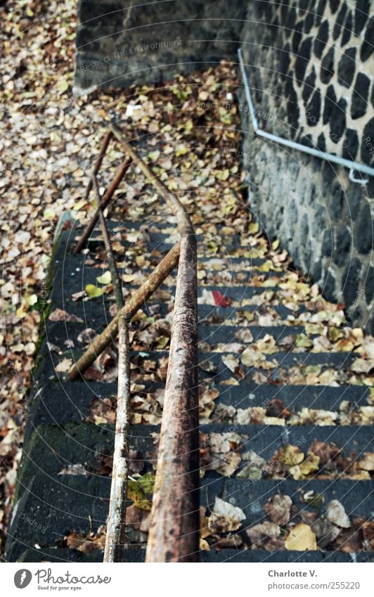 Abwärts Herbst Blatt Treppe Treppengeländer Stein Beton Metall Rost dunkel kaputt trashig trist braun grau Einsamkeit Endzeitstimmung herbstlich Herbstlaub