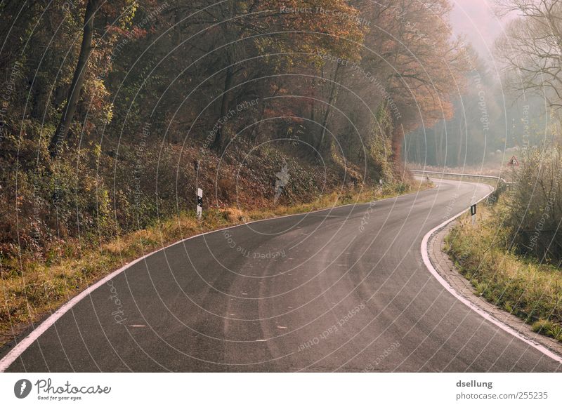 Was dahinter liegt, bleibt verborgen Landschaft Pflanze Herbst Schönes Wetter Wald Straße Landstraße frei natürlich weich braun grün Vorfreude ruhig Spannung