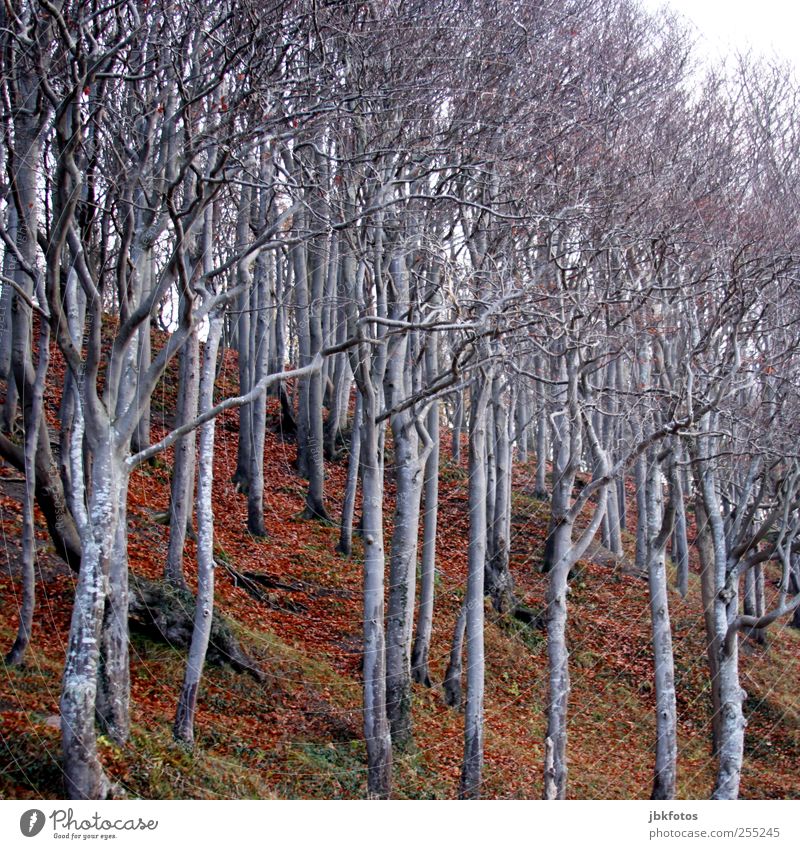 Solidarische Grüße ins Wendland Umwelt Natur Landschaft Pflanze Erde Risiko Wald wendland Sträucher Unterholz Baum Baumstamm Baumkrone Buchenwald Berghang