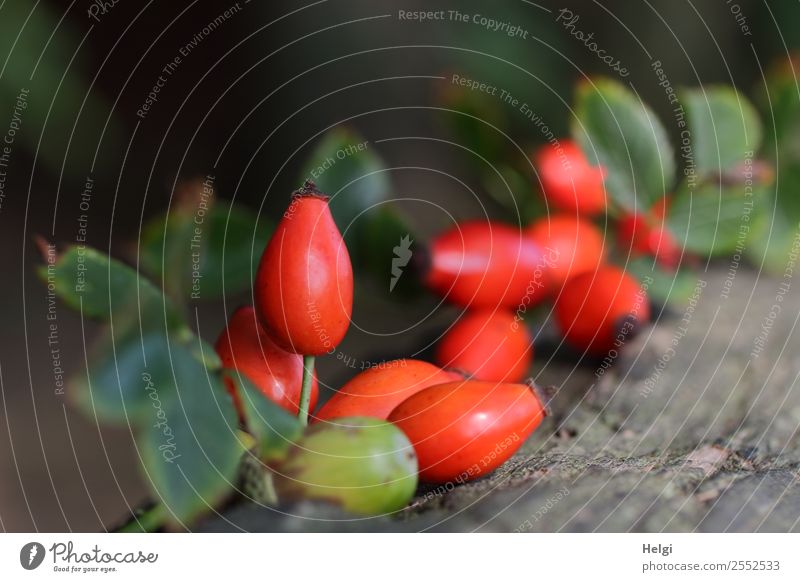 Hagebutten und Eichel Umwelt Natur Pflanze Herbst Blatt Wildpflanze Frucht Eicheln Wald Holz liegen ästhetisch einzigartig natürlich braun grau grün rot