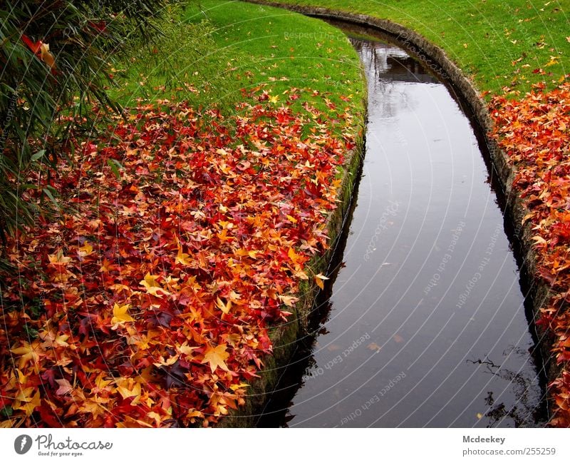 Bunter Fleckenteppich Umwelt Natur Landschaft Pflanze Herbst Baum Gras Sträucher Blatt Grünpflanze Park Wiese authentisch exotisch kalt nass natürlich braun