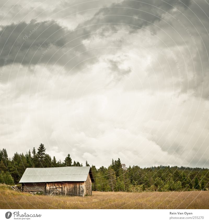 Überreste eines Bauernhofes Umwelt Natur Landschaft Pflanze Himmel Wolken Horizont Sommer Baum Gras Sträucher Moos Feld Wald Hütte Ruine Stimmung friedlich