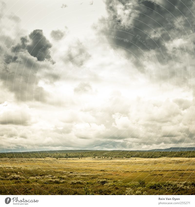 Breite Umwelt Natur Landschaft Pflanze Himmel Wolken Horizont Gras Sträucher Feld Hügel ästhetisch Ferne schön Stimmung Gelassenheit ruhig Farbfoto