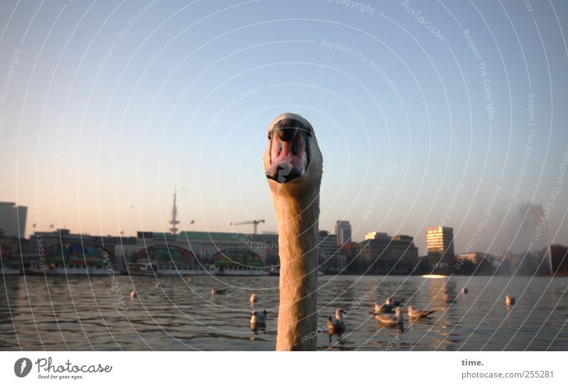 Mein lieber Schwan! Leben Tier Wasser Himmel Horizont Skyline Hochhaus Gelassenheit Idylle Neugier schön Tourismus Stadt Abenddämmerung Hamburg Binnenalster