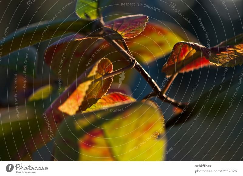 Farbenspiel III Umwelt Natur Pflanze Sonnenlicht Herbst Schönes Wetter Baum Blatt Wald gelb orange rot schwarz herbstlich Herbstlaub Herbstfärbung Herbstwald