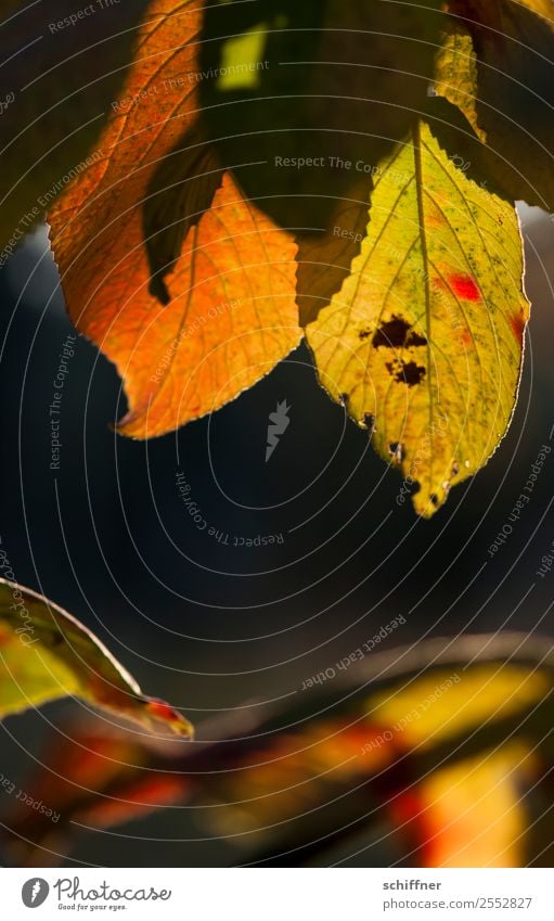 Farbenspiel IV Umwelt Natur Pflanze Sonnenlicht Herbst Schönes Wetter Baum Blatt gelb grün orange rot schwarz herbstlich Herbstlaub Herbstfärbung Herbstwald