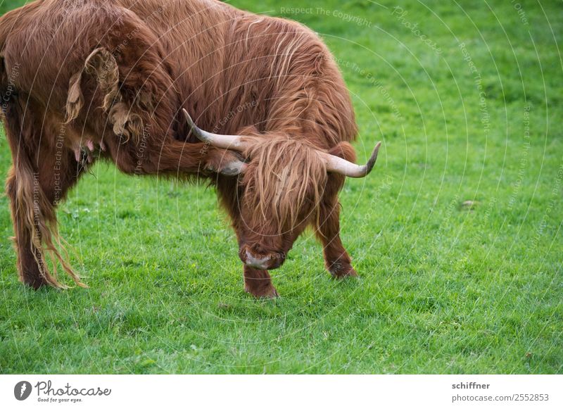 Arthrose weg! Tier Nutztier Kuh Zoo 1 braun grün gelenkig kratzen Juckreiz Huf Rind Rindfleisch Rinderwahn Weide verfilzt Fell Fellfarbe Horn Außenaufnahme