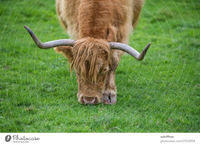 Rasenmäher mit Lenkgestänge Gras Wiese Tier Nutztier Zoo 1 Fressen braun grün Schottisches Hochlandrind Rind Rindfleisch Horn Ochse Rinderhaltung Außenaufnahme