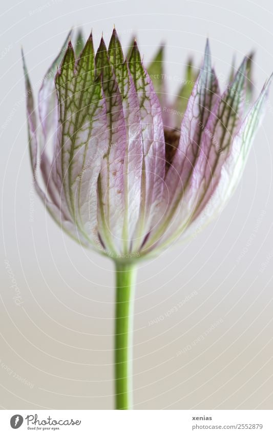 Blüte einer Sterndolde in rosa und grün vor weißem Hintergrund Große Sterndolde Blühend klein Spitze Pflanze Doldenblütler Astantia Hüllblatt Studioaufnahme