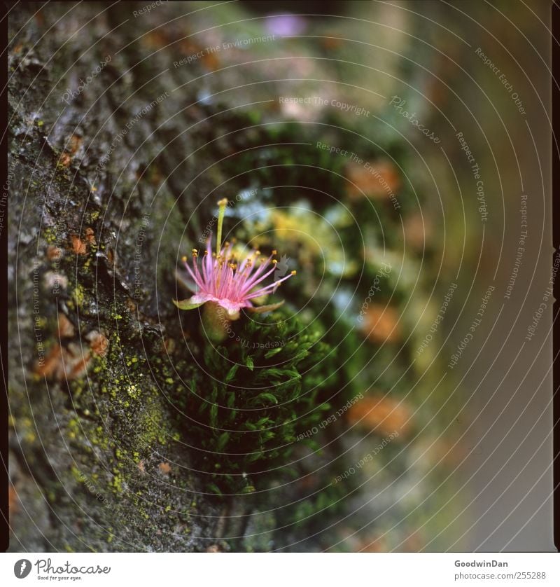 Muse des Frühlings. Umwelt Natur Urelemente Pflanze Baum Blume Moos Blüte Garten schön Farbfoto Außenaufnahme Menschenleer Tag Licht Schwache Tiefenschärfe