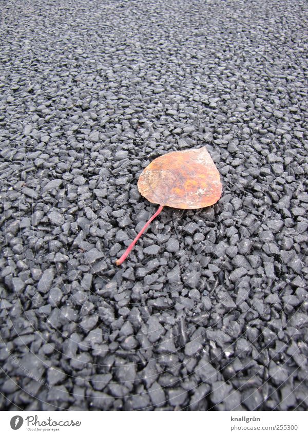 Allein gelassen Umwelt Natur Pflanze Herbst Blatt Wege & Pfade liegen dehydrieren natürlich braun schwarz Gefühle Einsamkeit Ende Endzeitstimmung