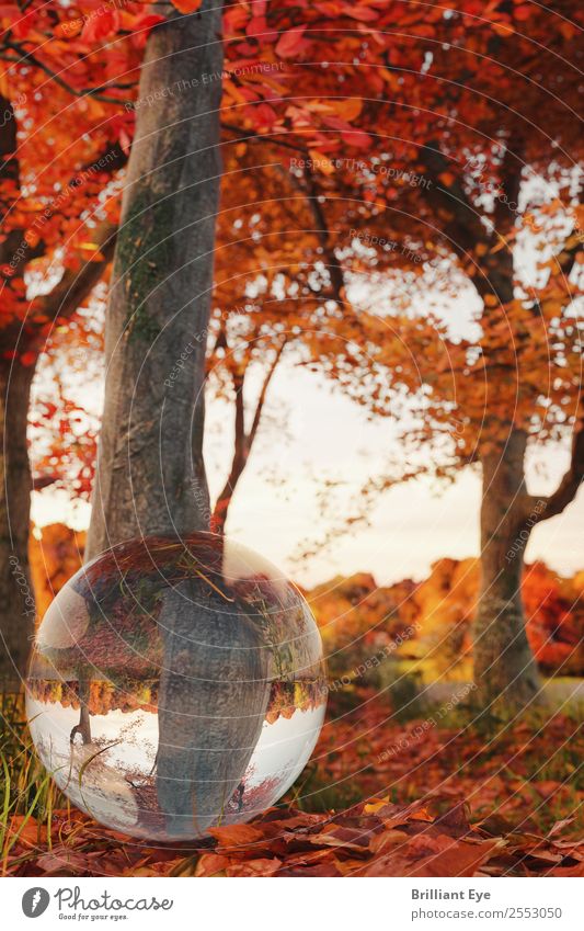 Herbstlich rund Leben Natur Landschaft Baum Blatt hell klein natürlich mehrfarbig gelb rot authentisch herbstlich Laubbaum Glaskugel Reflexion & Spiegelung