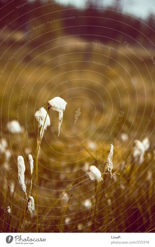 wollgras Natur Pflanze Erde Herbst Gras Wildpflanze Wiese Lappland Frieden Umwelt Finnland grün Grasland Baumwolle fluffig Farbfoto Gedeckte Farben