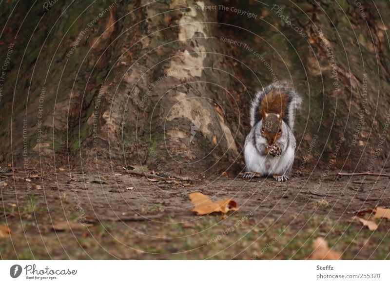 autumn squirrel Eichhörnchen Wildtier Tiergesicht Tierfuß Fressen Herbsttag niedlich natürlich Futter Pfote Eiche Baumstamm Herbstlaub braun Nagetier Nagetiere