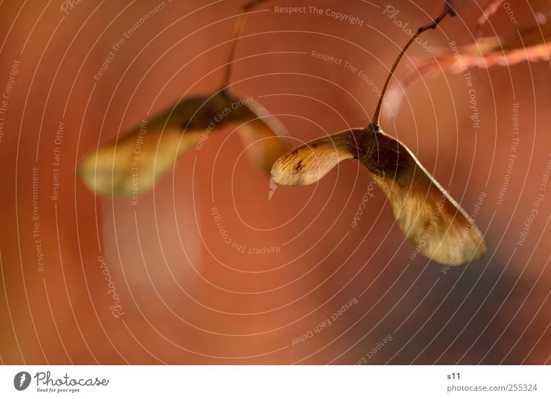 Herbstbild Umwelt Natur Pflanze Baum alt hängen ästhetisch schön Wärme Gefühle ruhig Ahorn Blüte Propeller Samen rot braun Gold Glanzlicht Warmherzigkeit