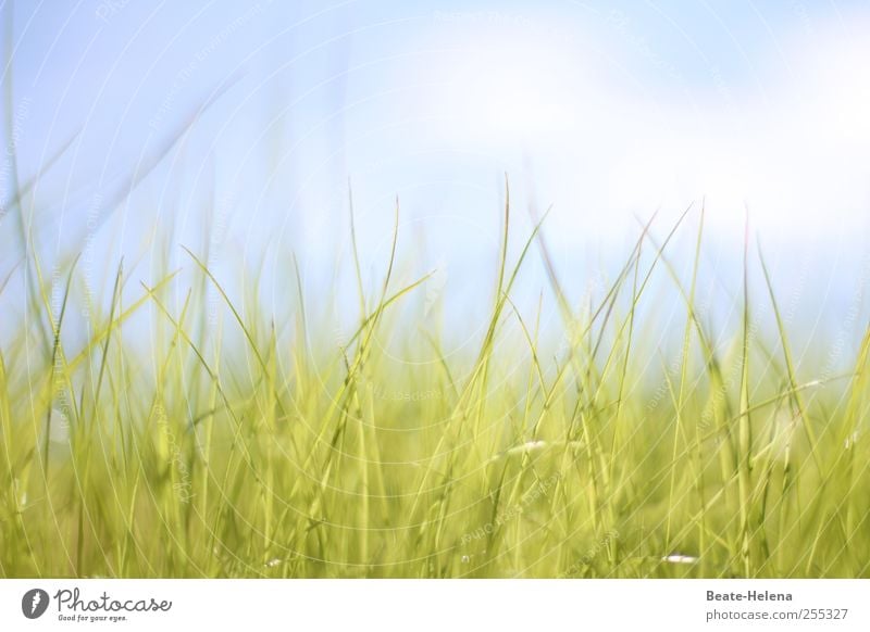 Für dich soll's bunte Bilder regnen! Sommer Sonne Natur Himmel Wolken Gras ästhetisch blau grün weiß Stimmung Glück Warmherzigkeit Sympathie schön Idylle ruhig