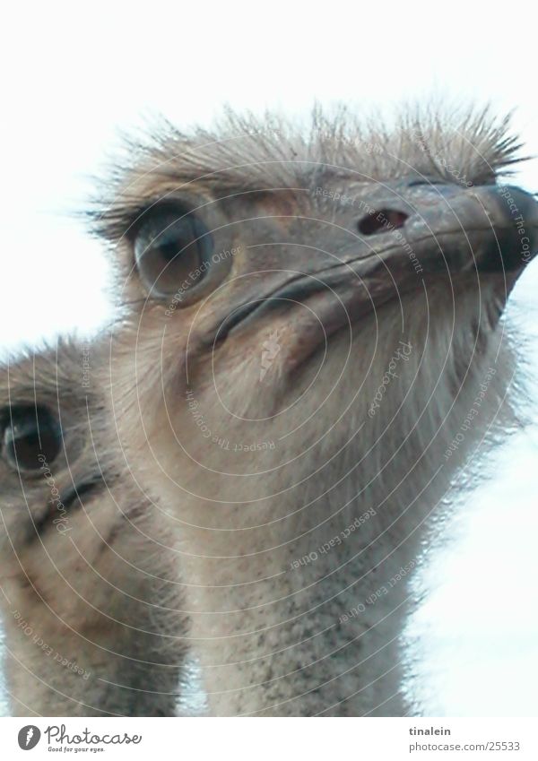 Doppelpack Vogel Südafrika Afrika Wildnis Zwilling Neugier 2 Zoo Blumenstrauß Anschnitt