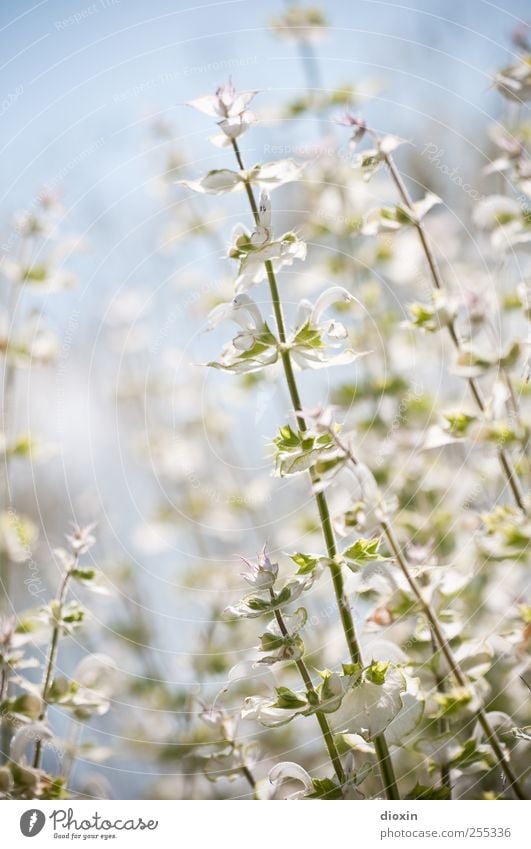 Für dich soll´s bunte Bilder regnen Umwelt Natur Pflanze Himmel Wolkenloser Himmel Sommer Schönes Wetter Blume Blatt Blüte Wildpflanze Garten Park Blühend