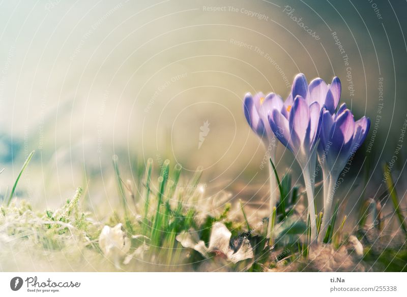 für Dich solls bunte Bilder regnen Umwelt Natur Landschaft Pflanze Frühling Schönes Wetter Blume Blüte Krokusse Blühend Duft Wachstum hell schön Lebensfreude