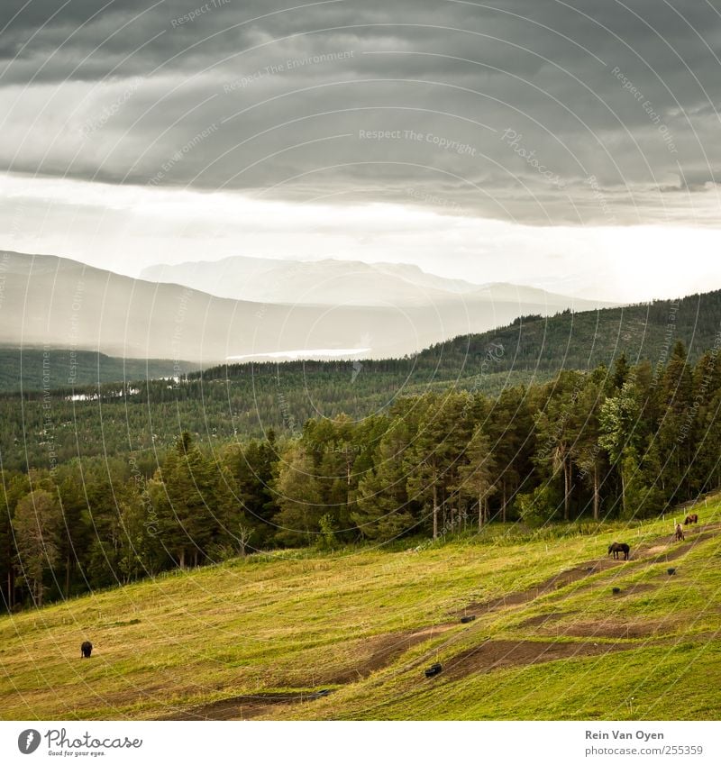 Die Hügel von Pyr Gynt Umwelt Natur Landschaft Tier Himmel Wolken Horizont Sommer Herbst Feld Wald Berge u. Gebirge Nutztier Pferd 3 Tiergruppe Herde Schwarm