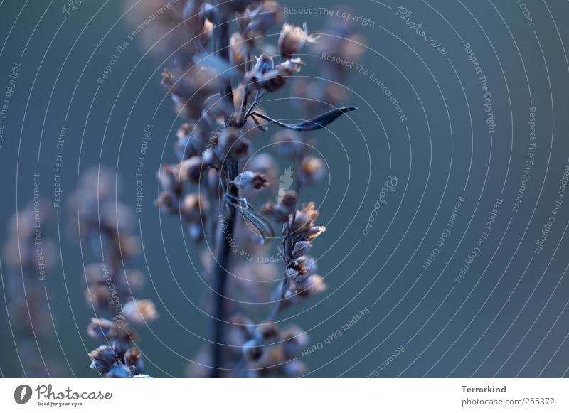 Für dich solls verspätete bunte Bilder regnen Pflanze welk alt verschrumpelt Beifuß Blüte Leben Tod grau Herbst Winter kalt Frost dunkel blau einrollend.