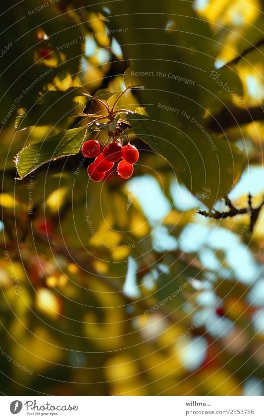 steinig | kirschen Sommer Kirschbaum Kirsche lecker grün rot sommerlich Frucht Steinfrüchte Farbfoto Außenaufnahme Tag