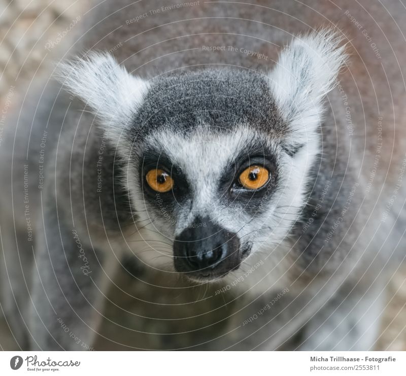 Fragender Blick Natur Tier Sonne Sonnenlicht Schönes Wetter Wildtier Tiergesicht Fell Affen Katta Halbaffen Auge Ohr Nase 1 beobachten glänzend leuchten sitzen